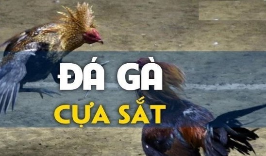 Giới thiệu mẹo đá gà cựa sắt là gì?